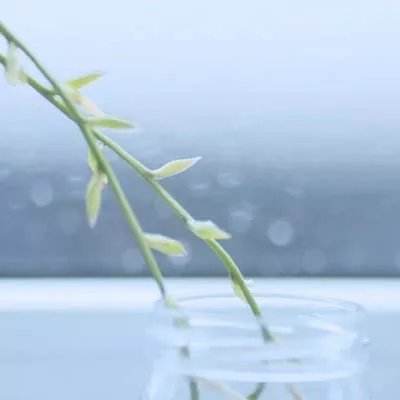 落樱幻梦谭内购破解版下载